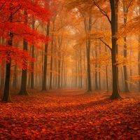 Où voir les plus belles couleurs d’automne