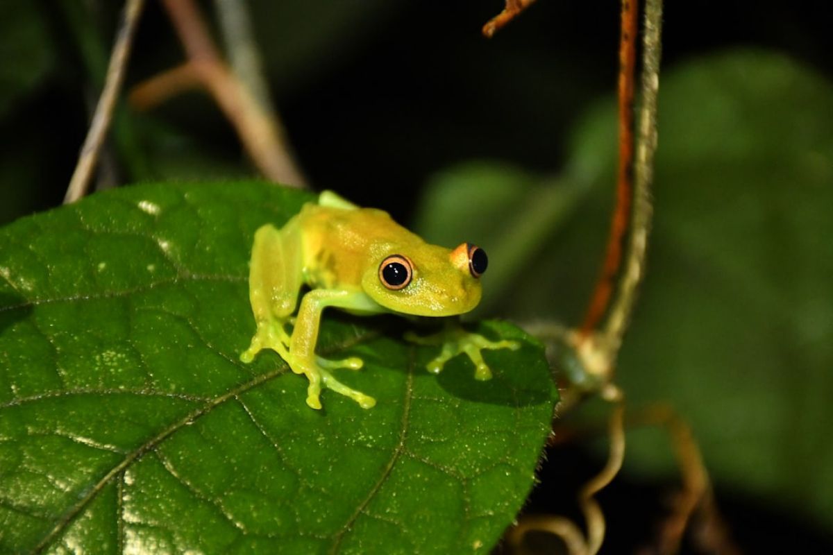 Exploration captivante du parc amazonien de Guyane