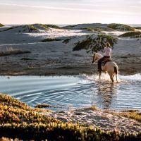 Découverte équestre: votre balade à cheval en Camargue