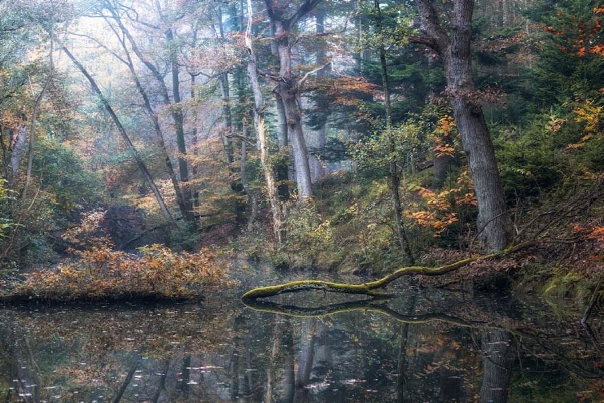 Découverte 2024 : les forêts captivantes à voir absolument