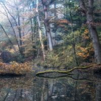 Découverte 2024 : les forêts captivantes à voir absolument