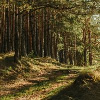 Découverte envoûtante : Balade inédite en forêt des Landes