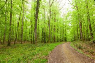 Sentiers forestiers : où marcher en forêt au printemps ?